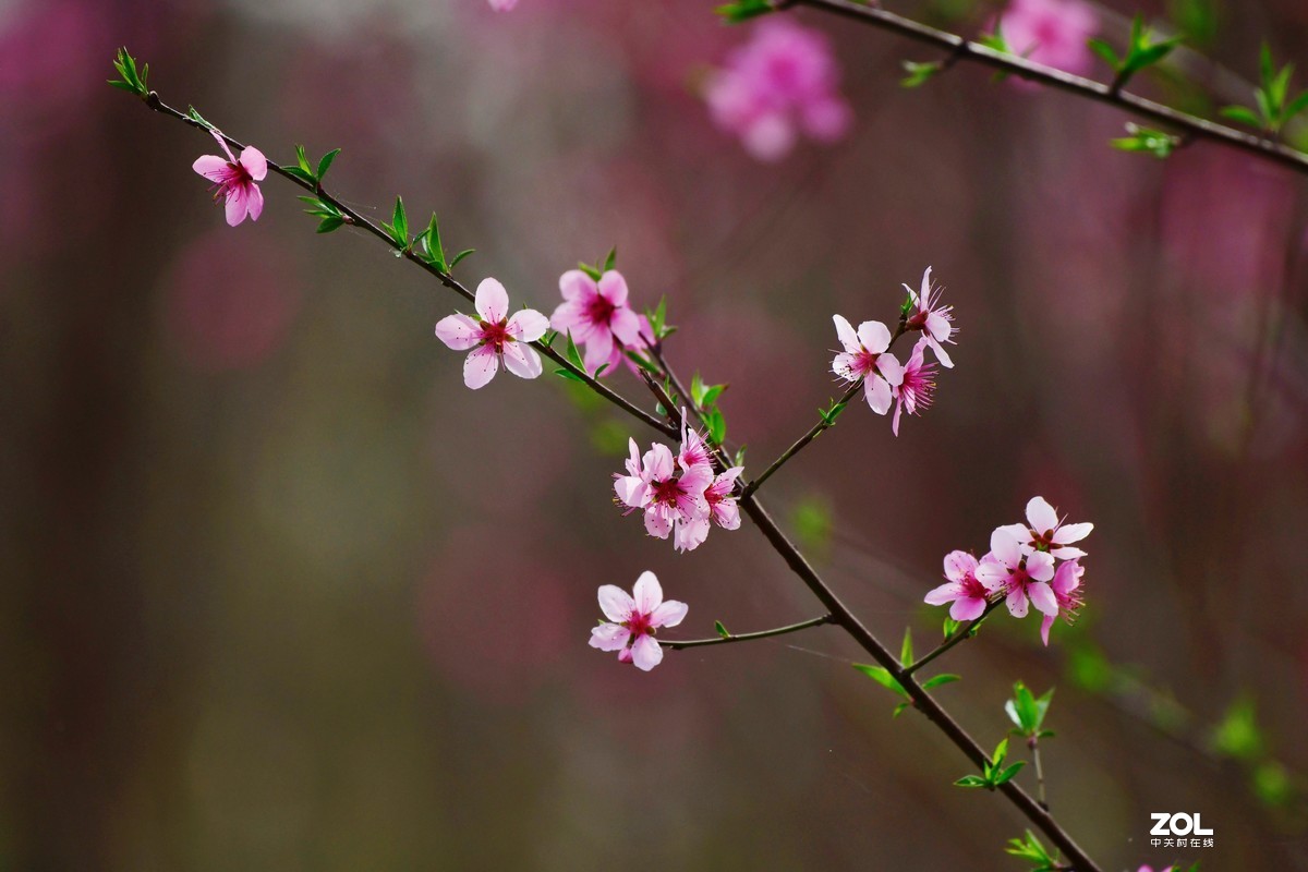 桃花