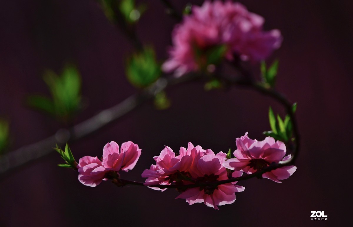 桃花