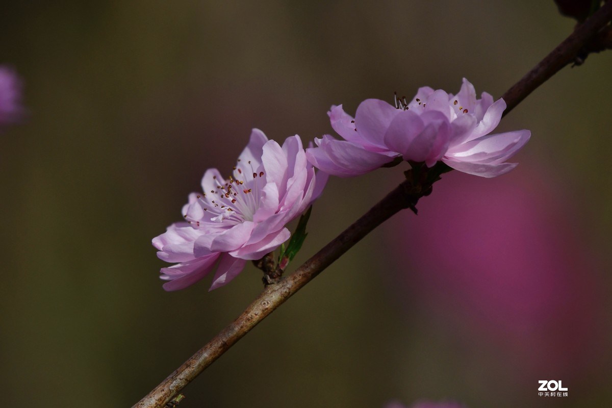桃花