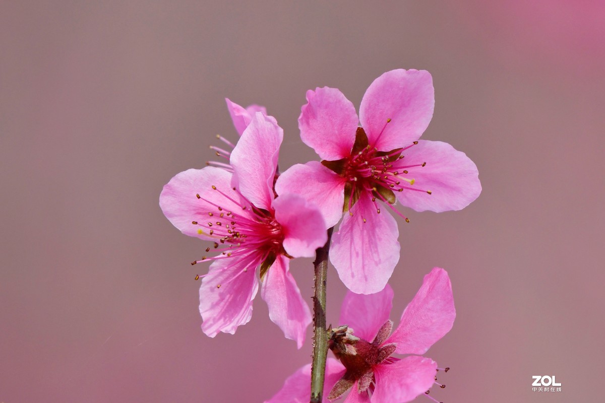 桃花