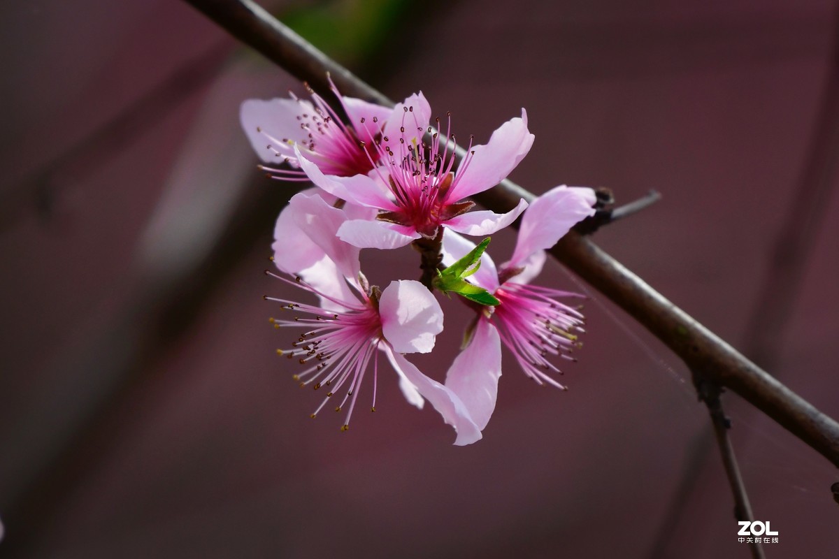桃花