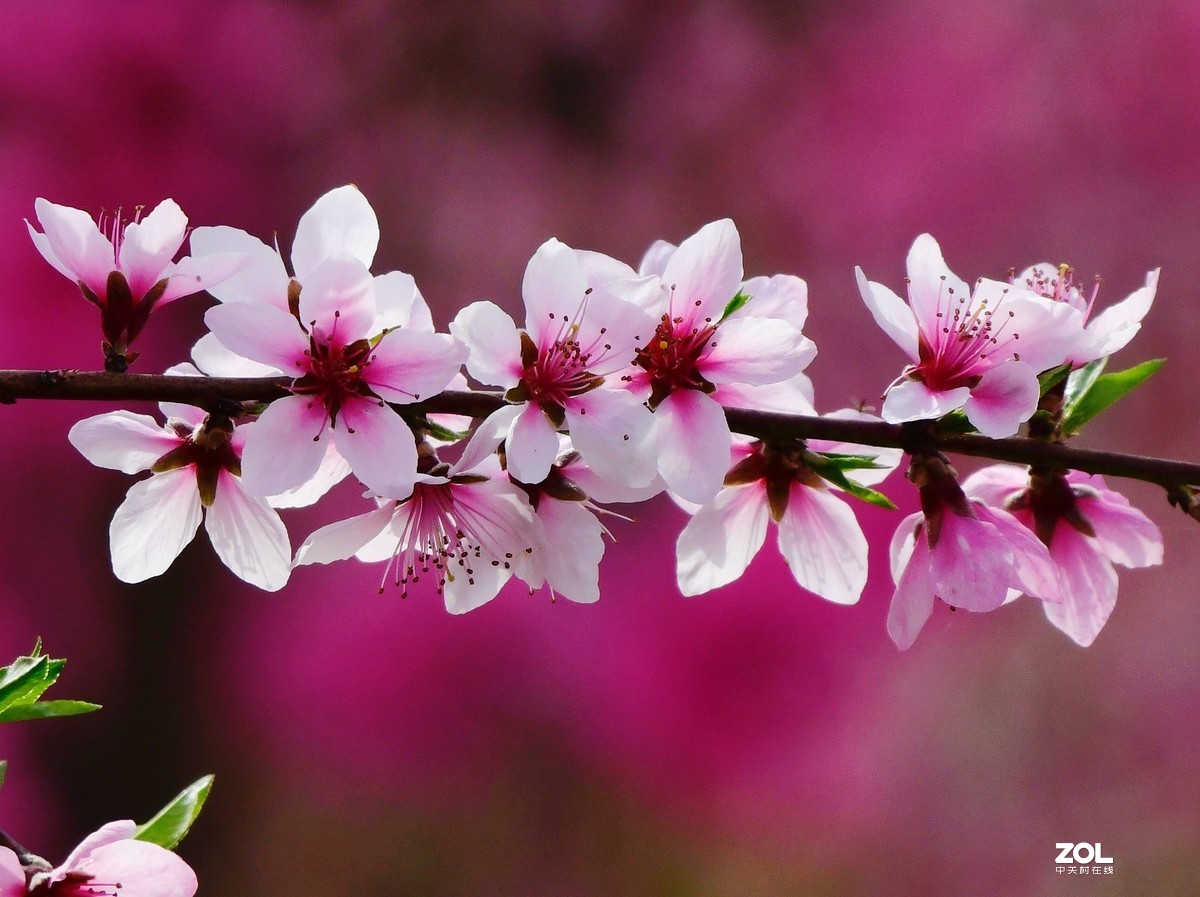 桃花