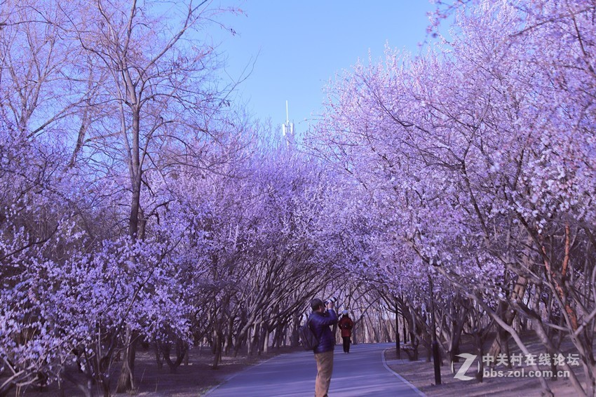 春花盛开满园春