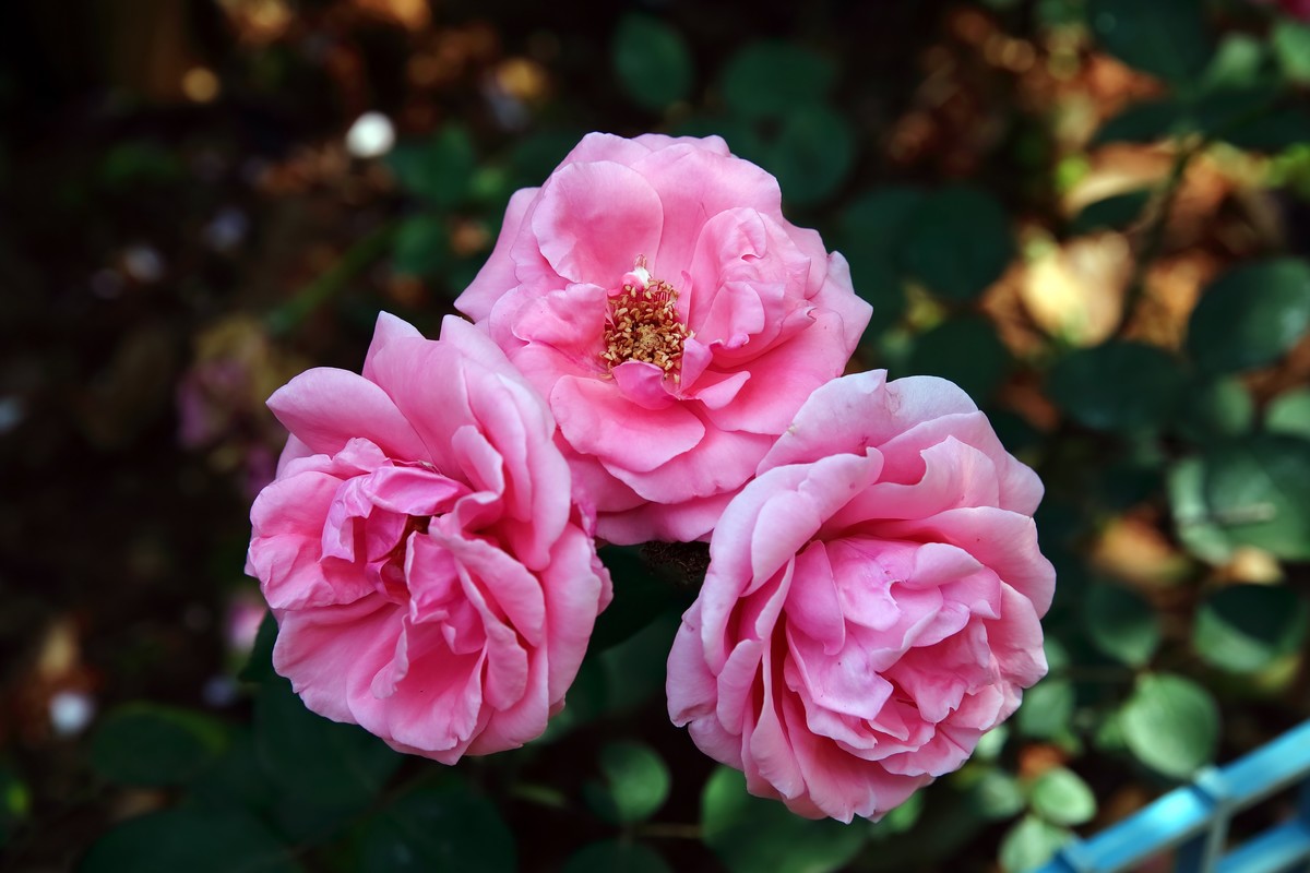 南昌滨江月季园