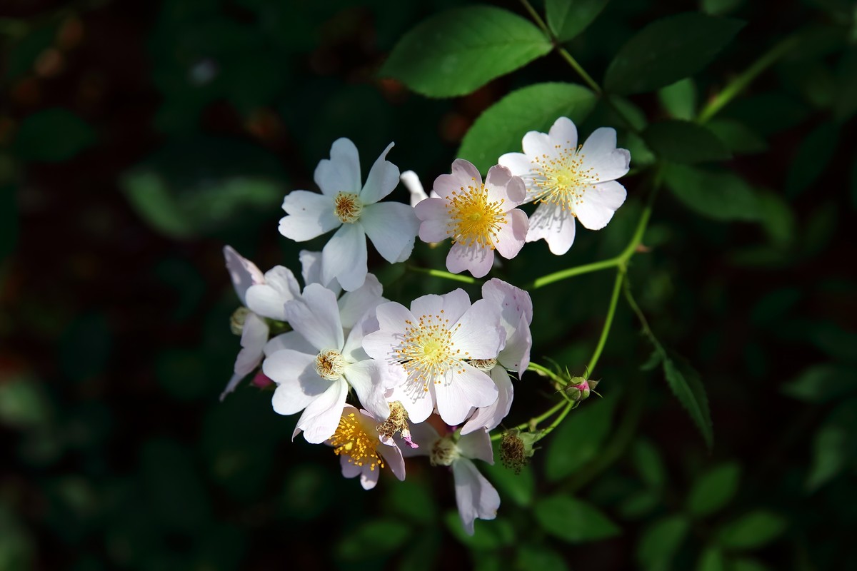 南昌滨江月季园