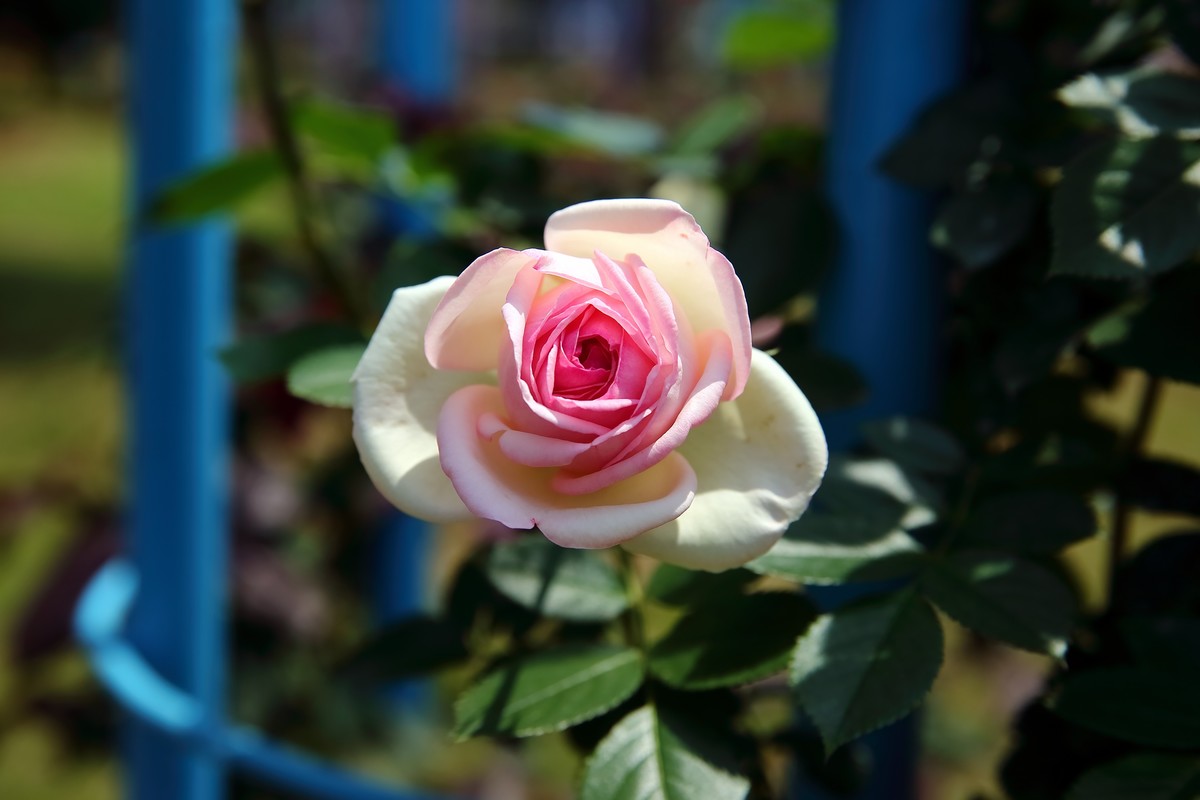 南昌滨江月季园