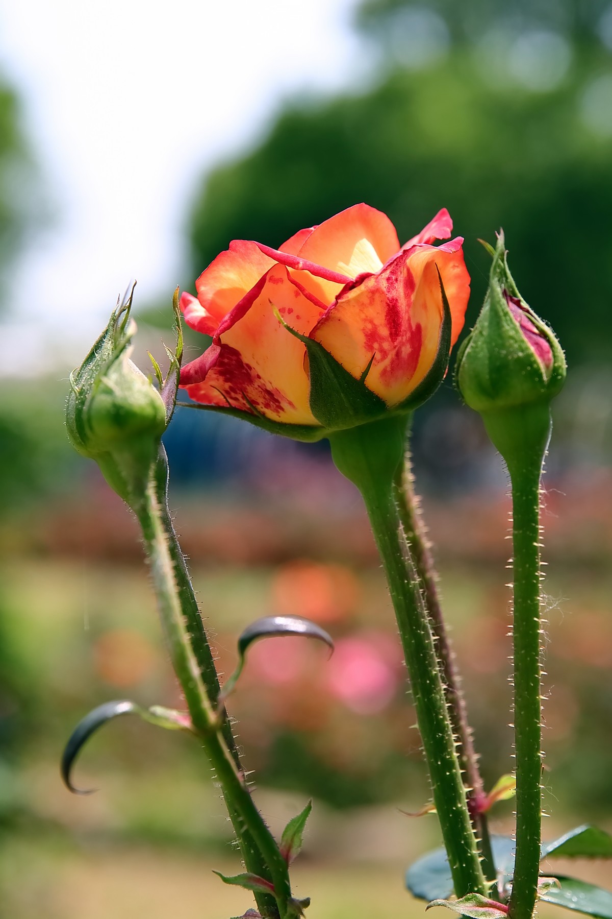 南昌滨江月季园