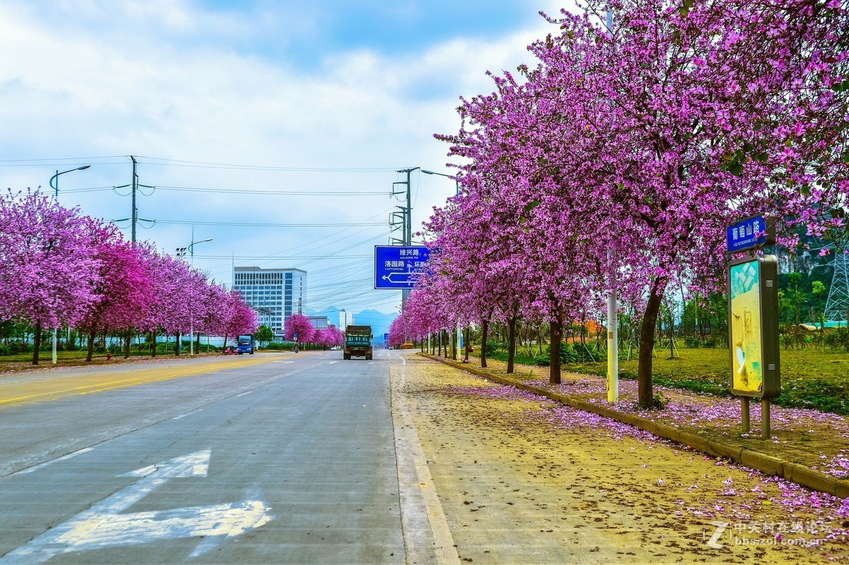 在那鲜花盛开的地方柳州洋紫荆花风光风景拍摄续