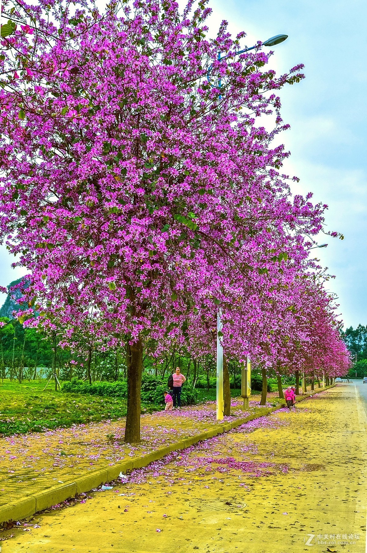在那鲜花盛开的地方柳州洋紫荆花风光风景拍摄续
