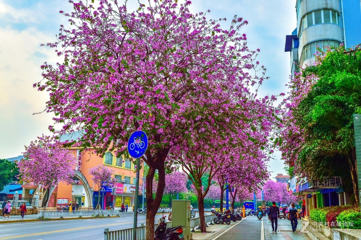 在那鲜花盛开的地方柳州洋紫荆花风光风景拍摄续