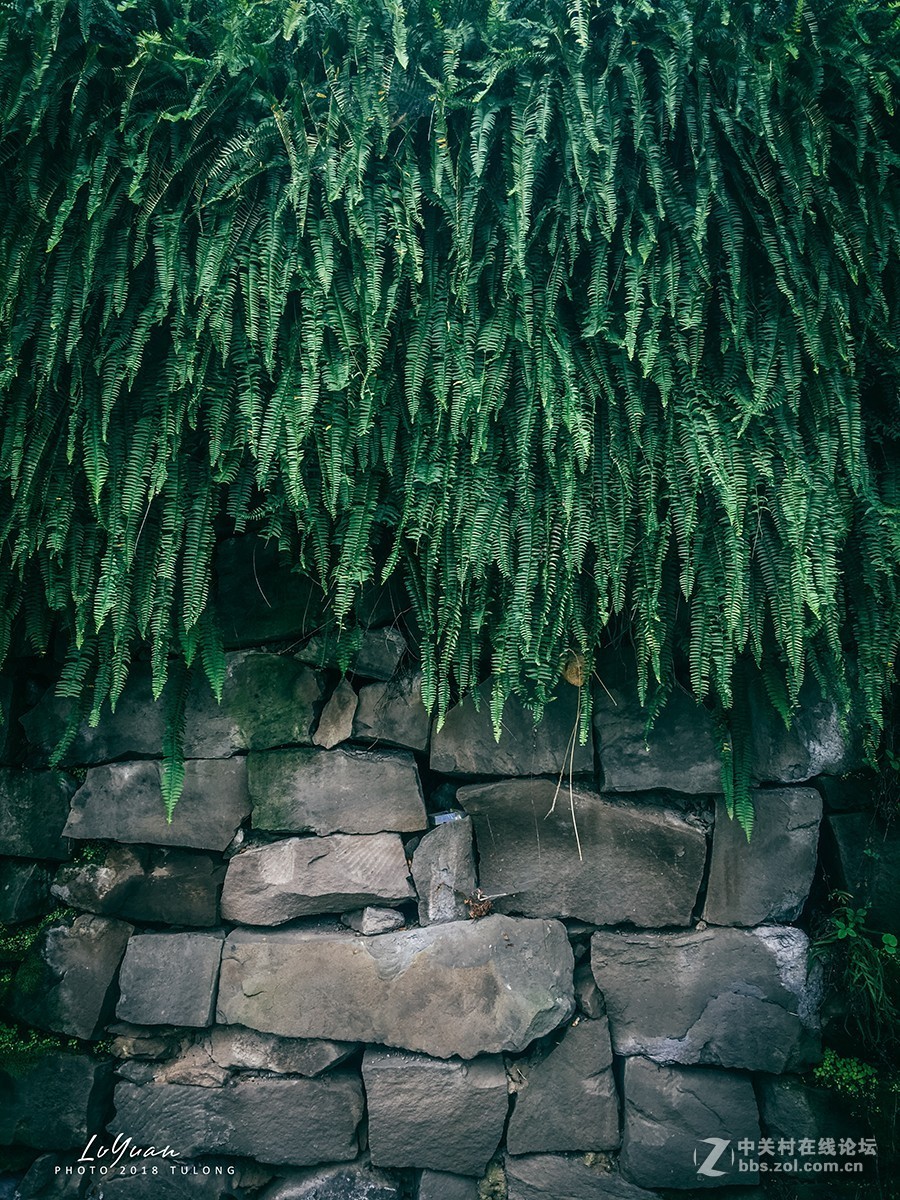 【图龙摄影】～用手机发现身边的美～第95集