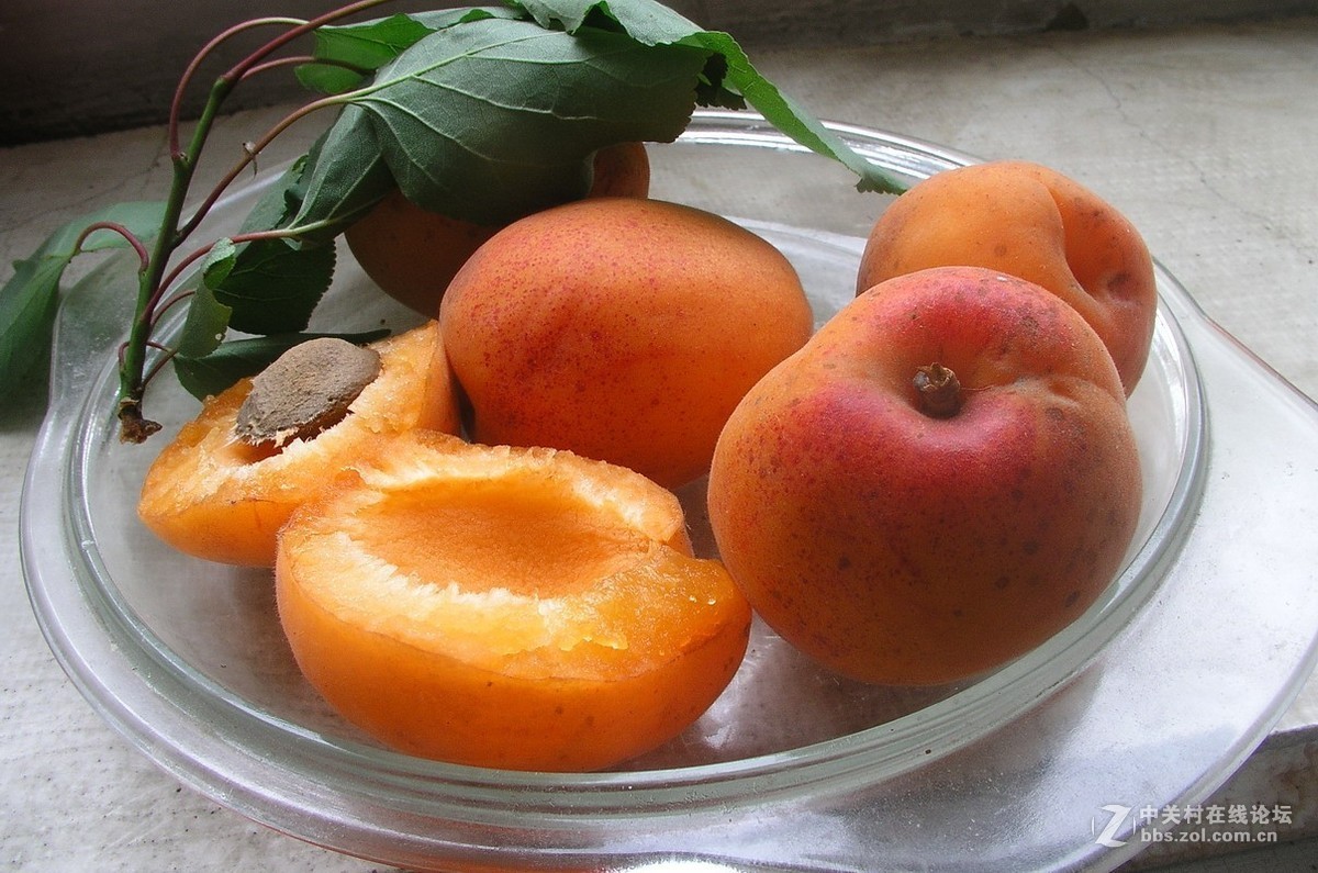 杏子熟了
