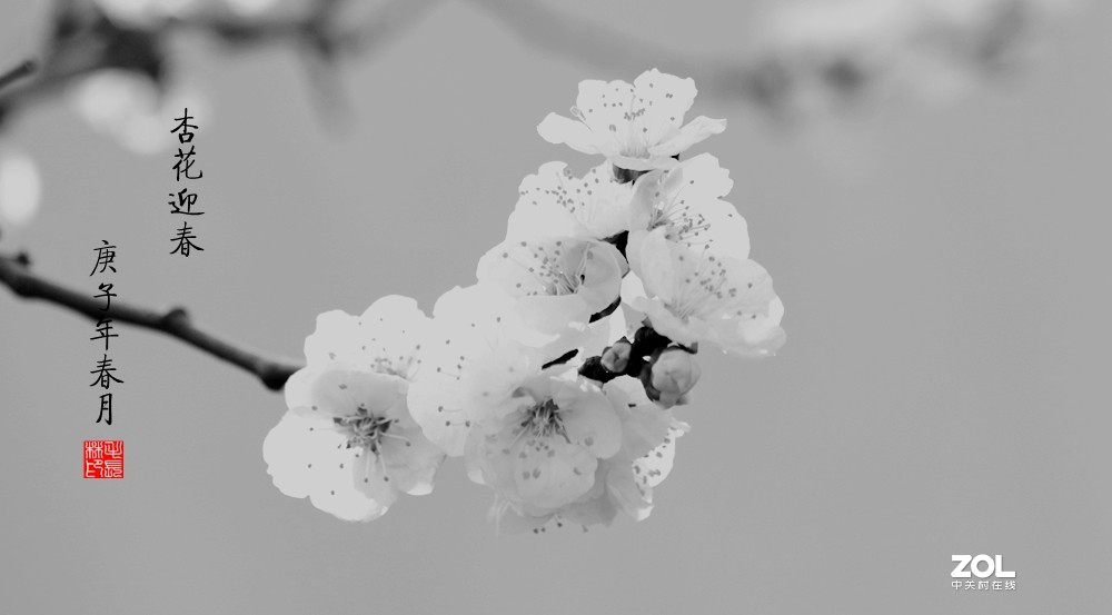 杏花闹春