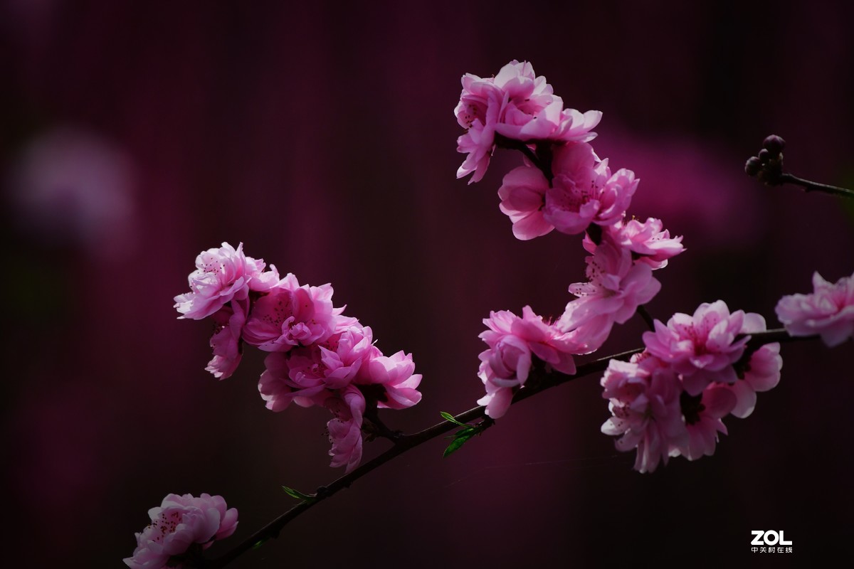 桃花