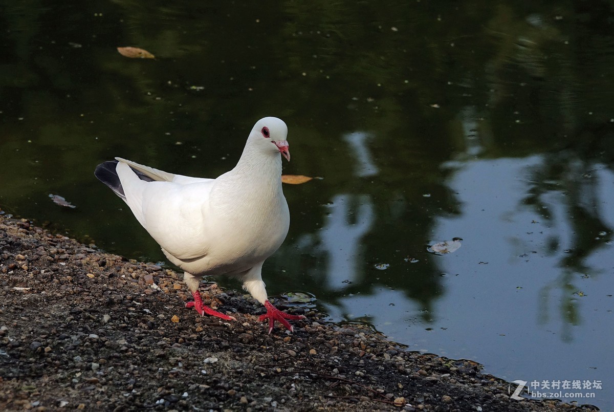 水边的鸽子2