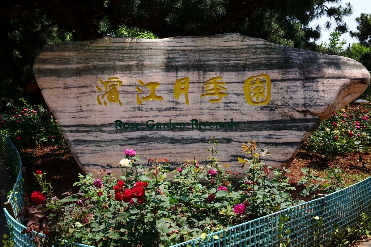 南昌滨江月季园