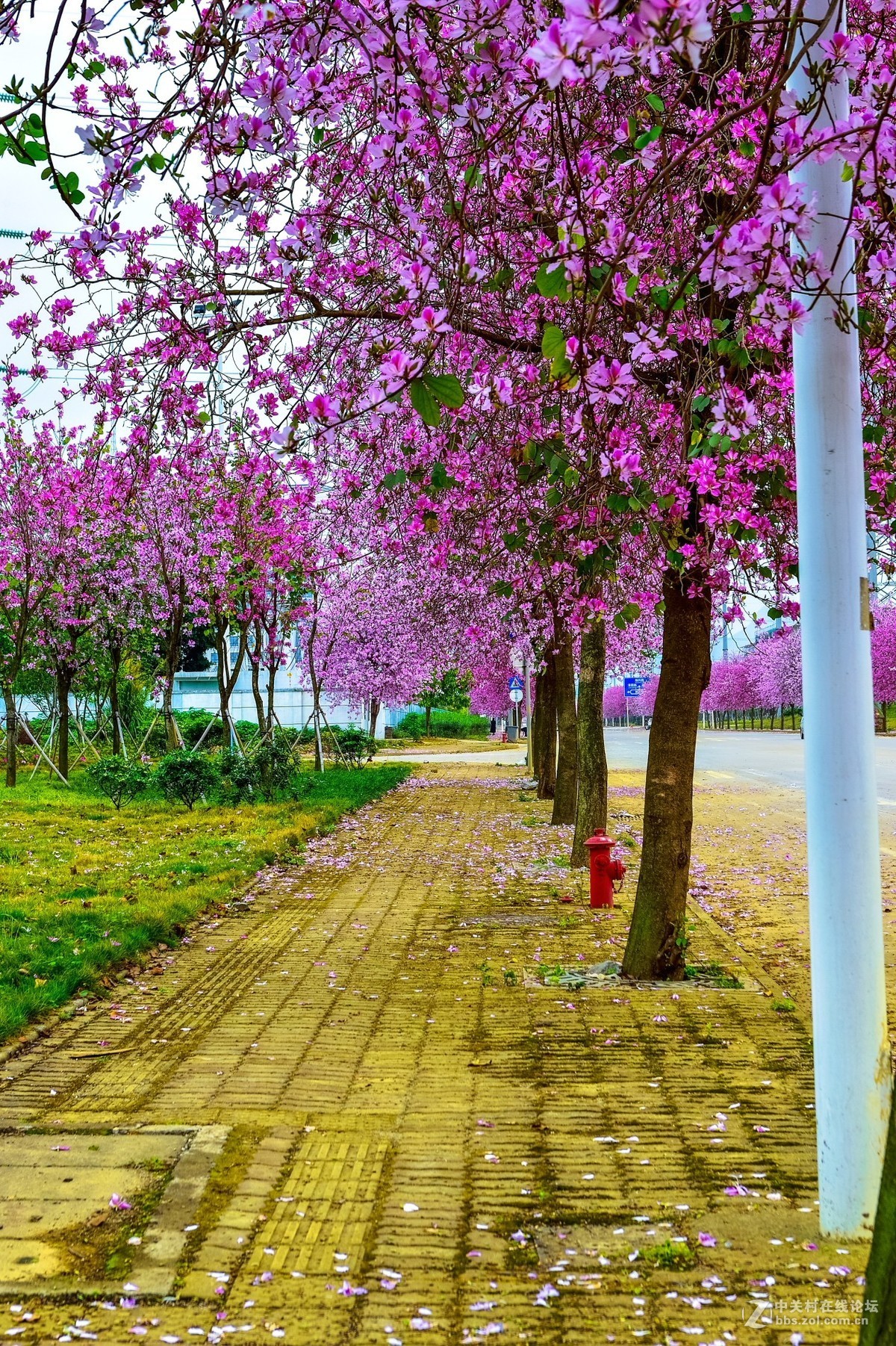 在那鲜花盛开的地方柳州洋紫荆花风光风景拍摄续