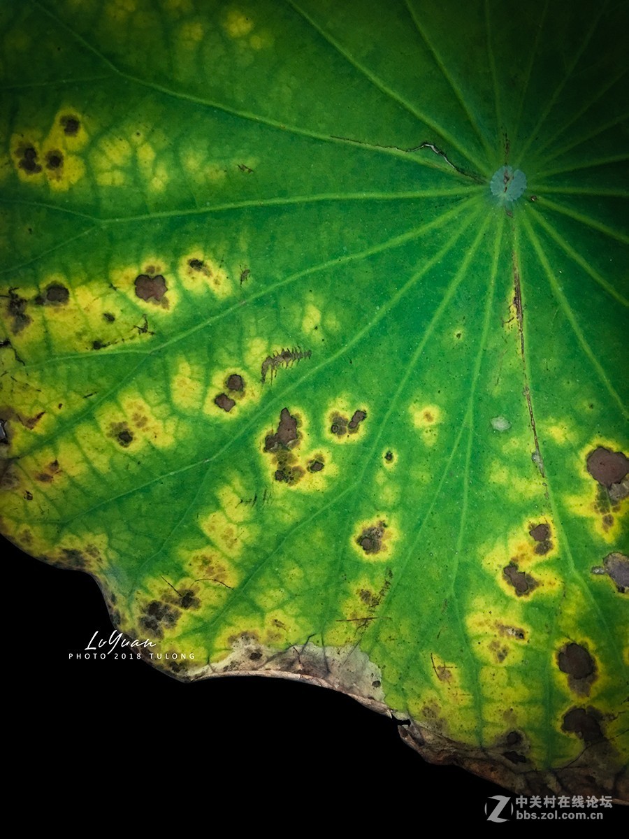 【图龙摄影】～用手机发现身边的美～第95集