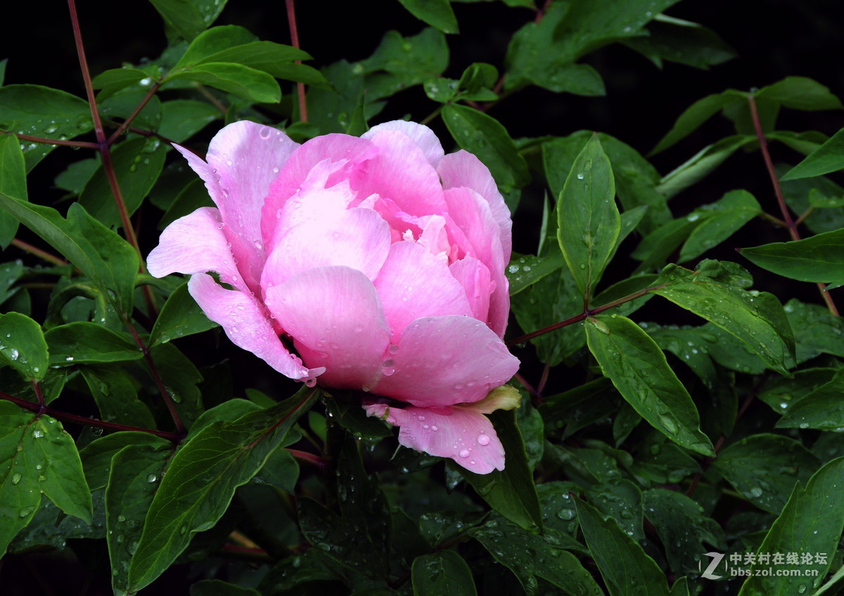 国色天香赏牡丹