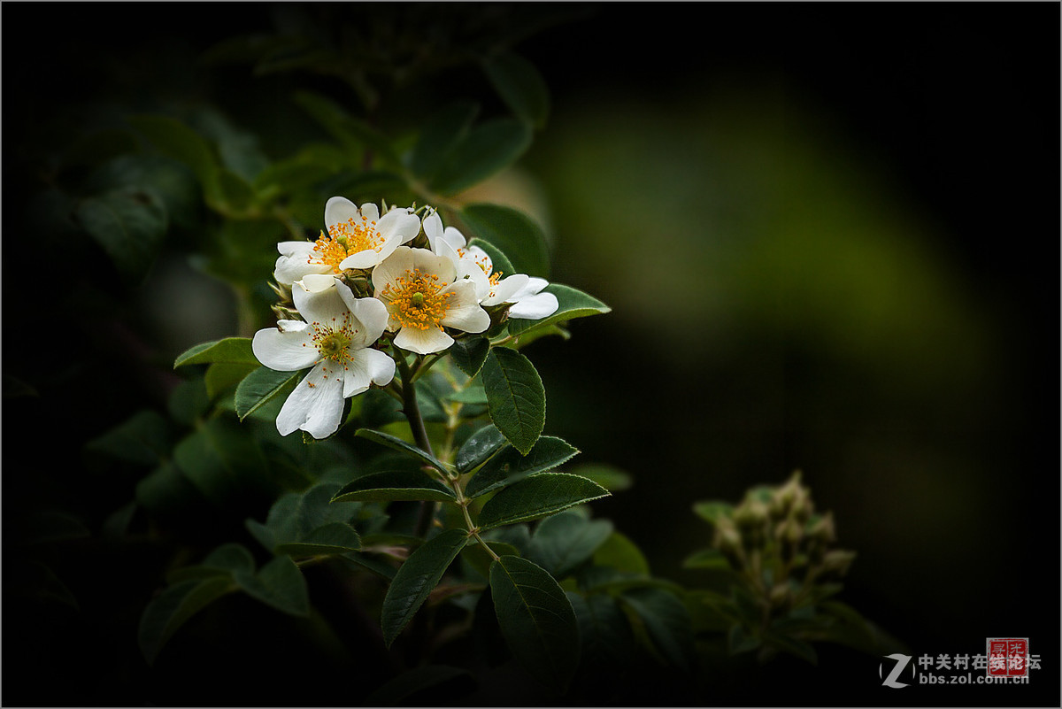 随拍山间野刺玫