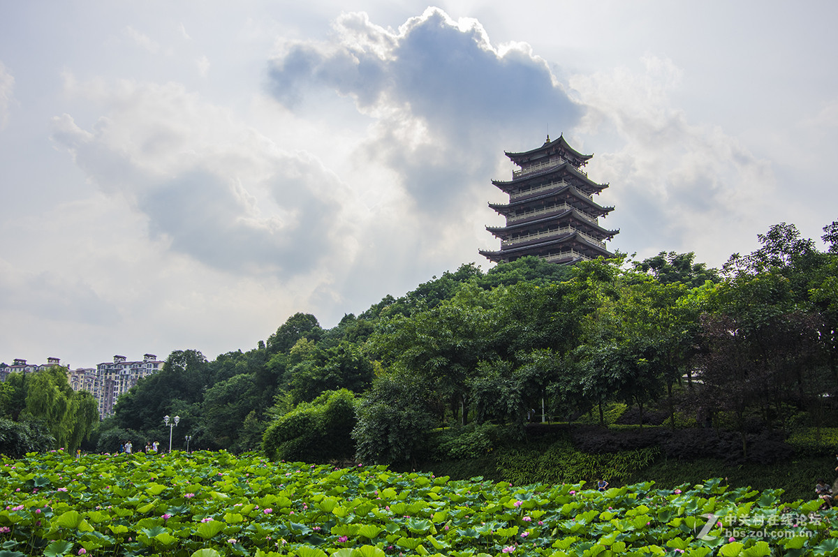 荣昌海棠公园随拍