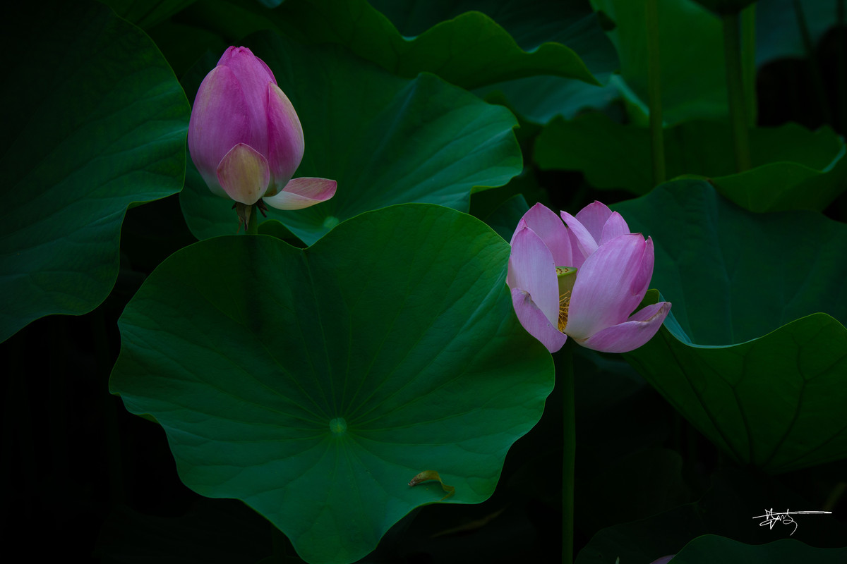2015 北京 莲花池 【夏荷】