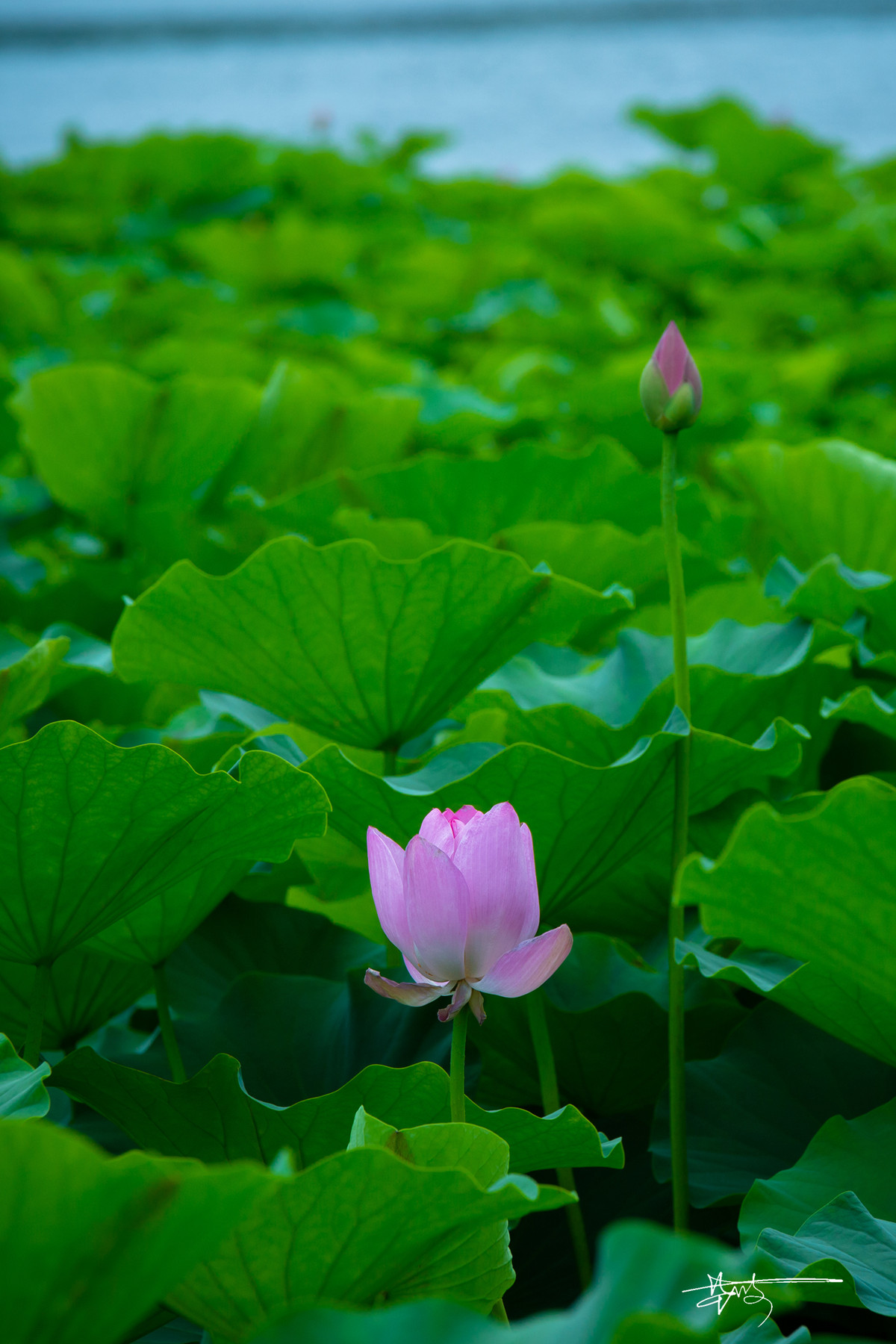 2015 北京 莲花池 【夏荷】