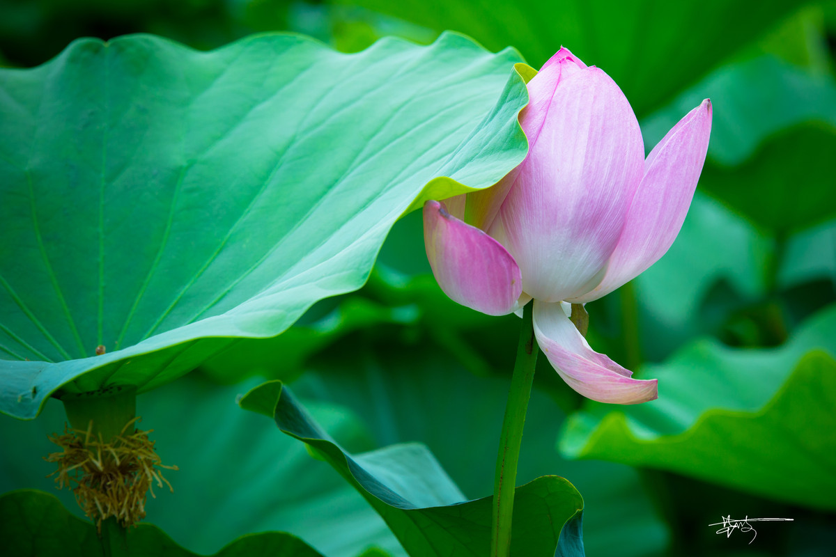 2015 北京 莲花池 【夏荷】