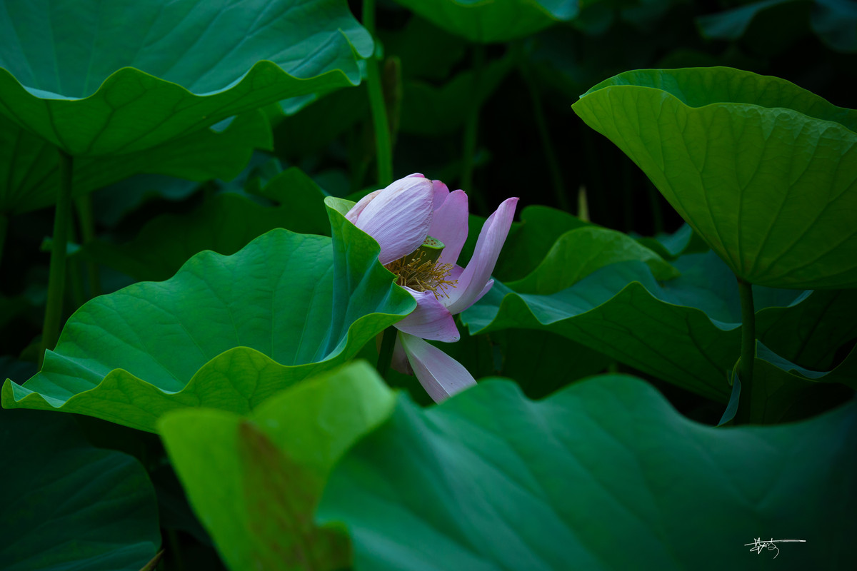 2015 北京 莲花池 【夏荷】