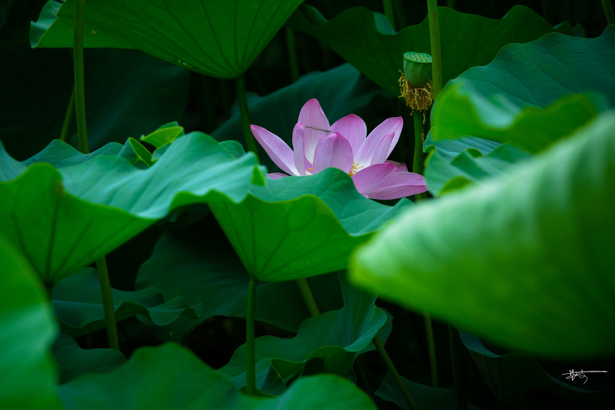 2015 北京 莲花池 【夏荷】