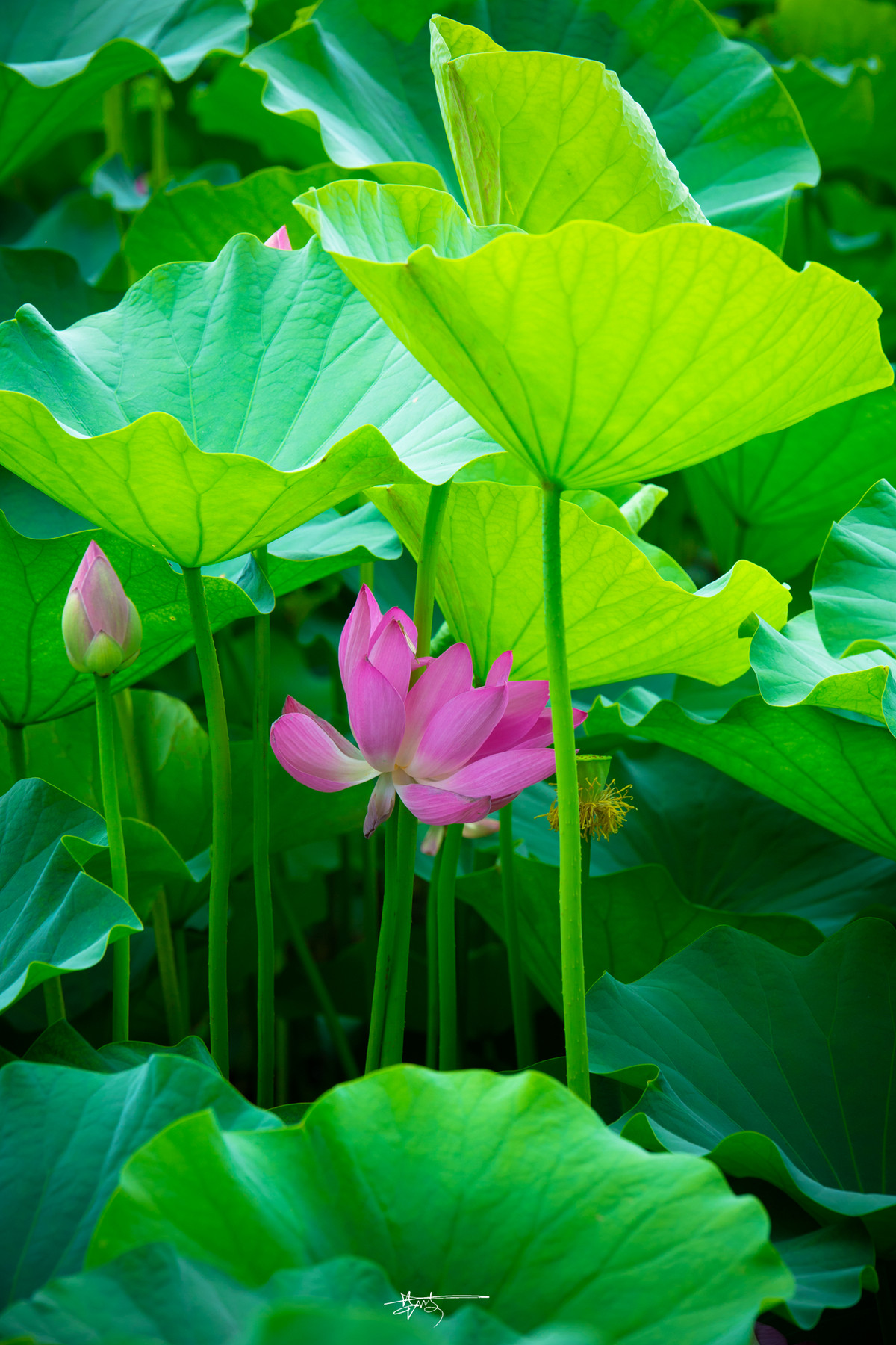 2015 北京 莲花池 【夏荷】