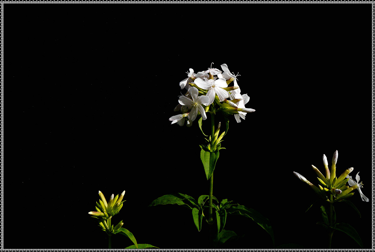 练习拍花——只发两张