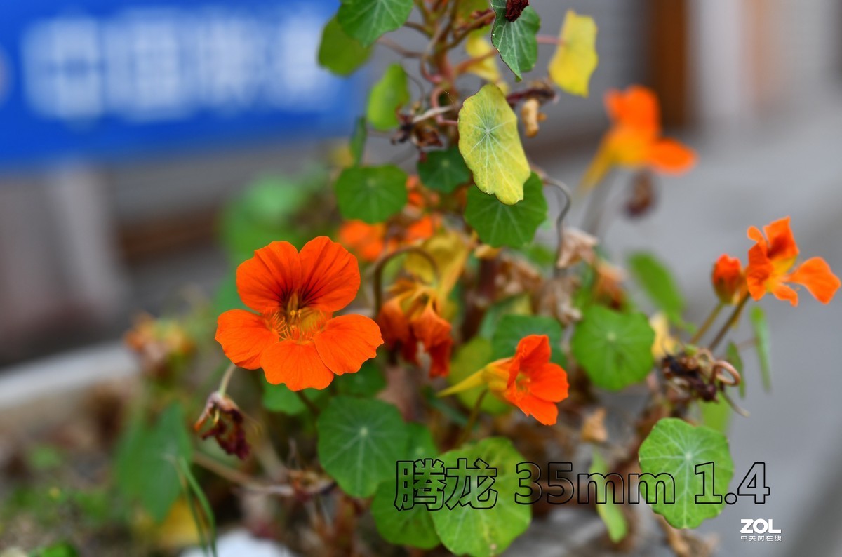 门前小花（啥子花？）腾龙sp35mm 1.4试镜