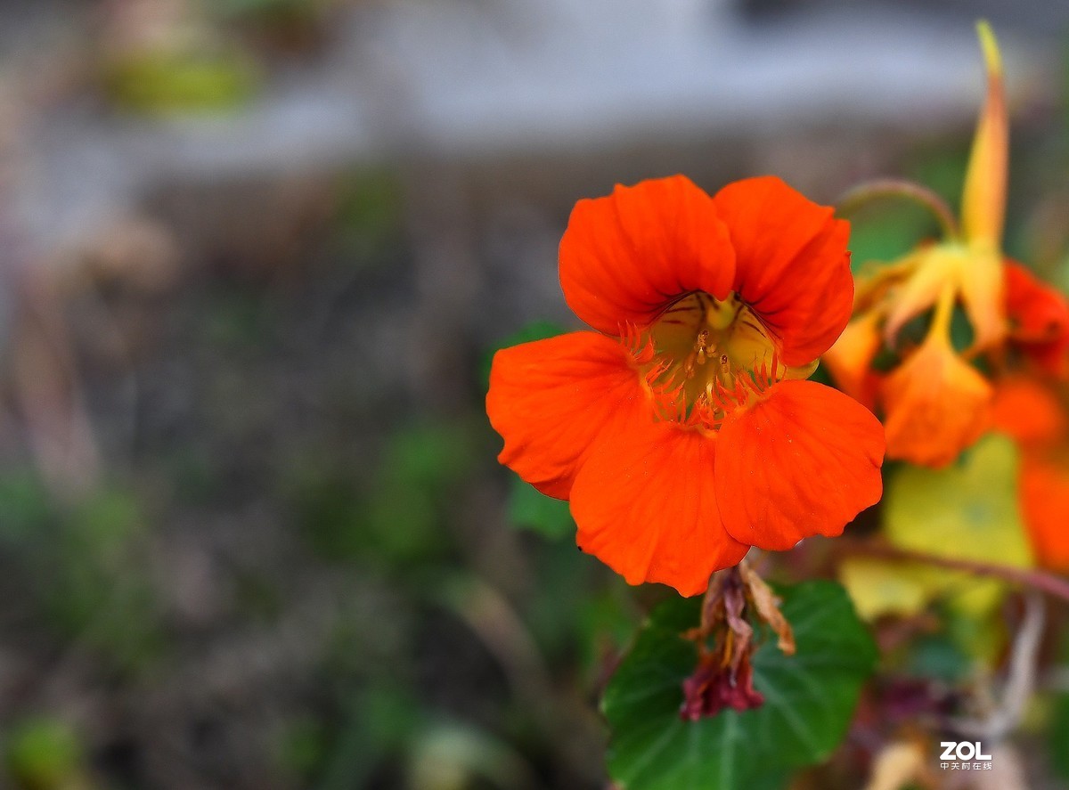 门前小花（啥子花？）腾龙sp35mm 1.4试镜