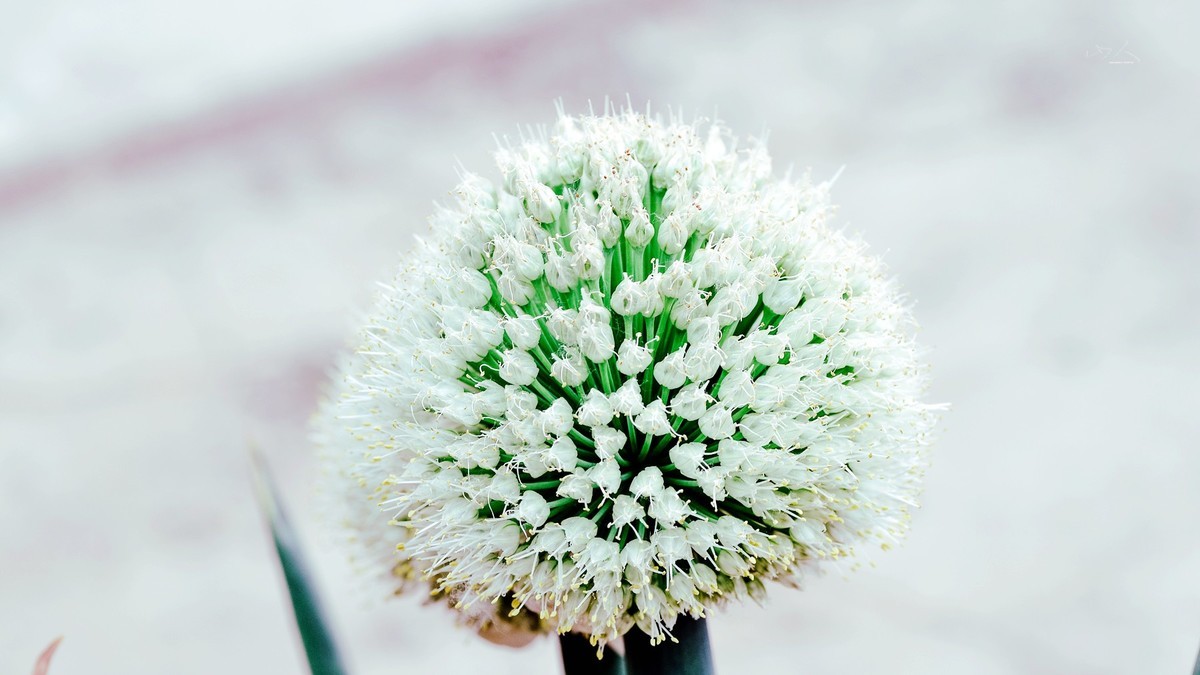 试用腾龙90微 代号272E