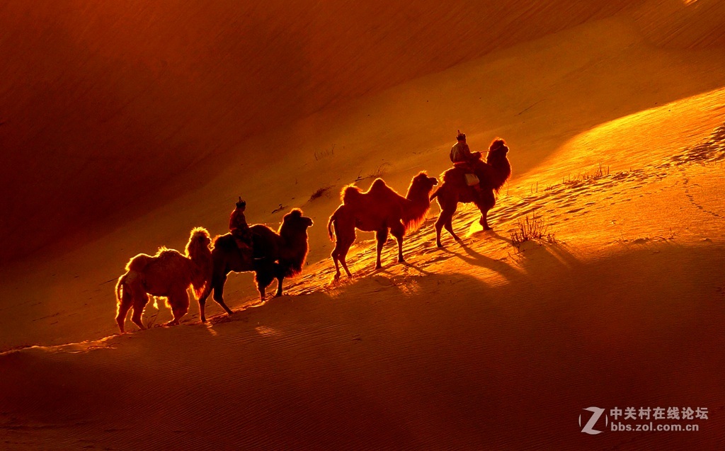 沙海夕阳驼影长