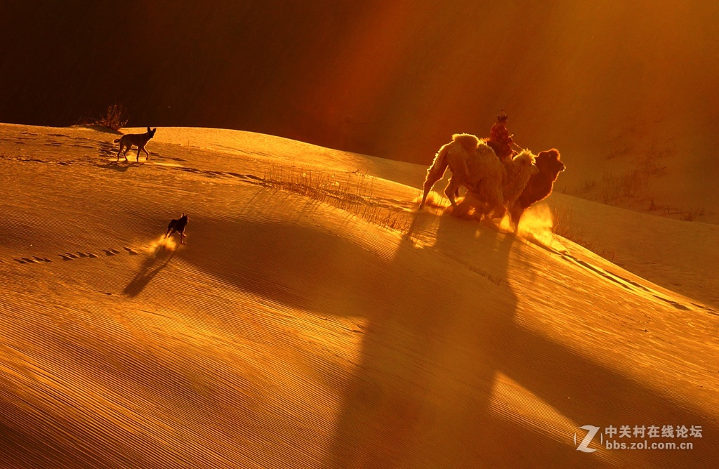 沙海夕阳驼影长