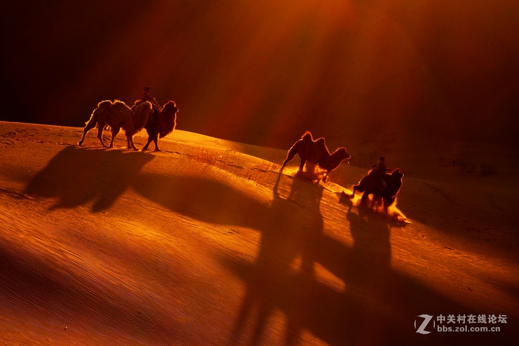 沙海夕阳驼影长