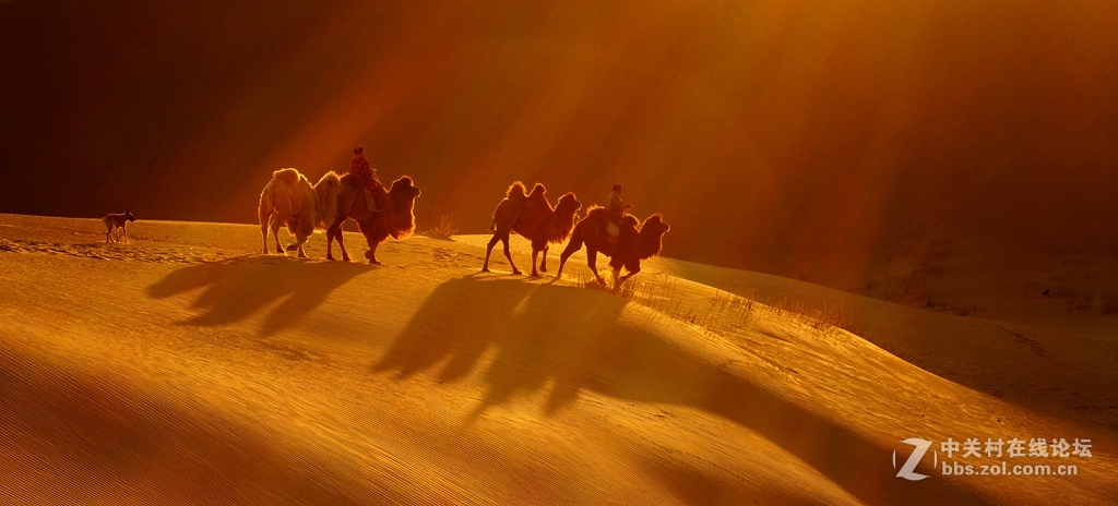 沙海夕阳驼影长
