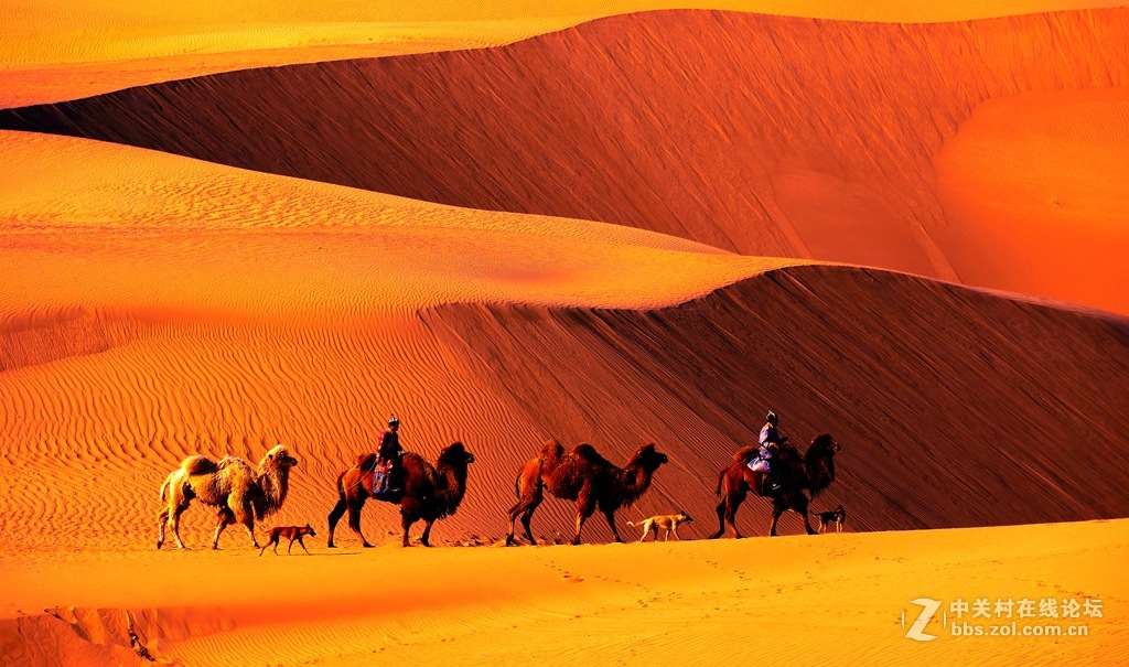 沙海夕阳驼影长