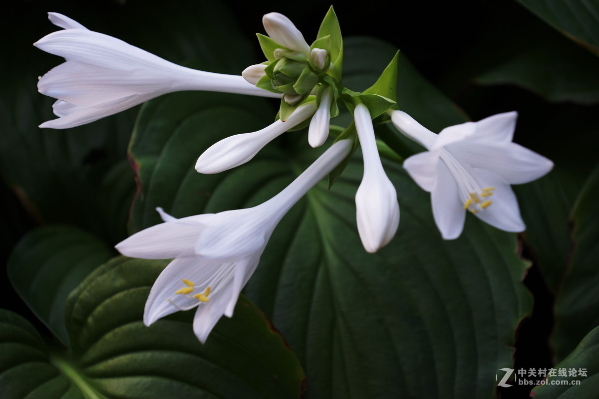 碧玉飘香的玉簪花