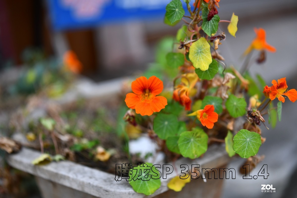 门前小花（啥子花？）腾龙sp35mm 1.4试镜