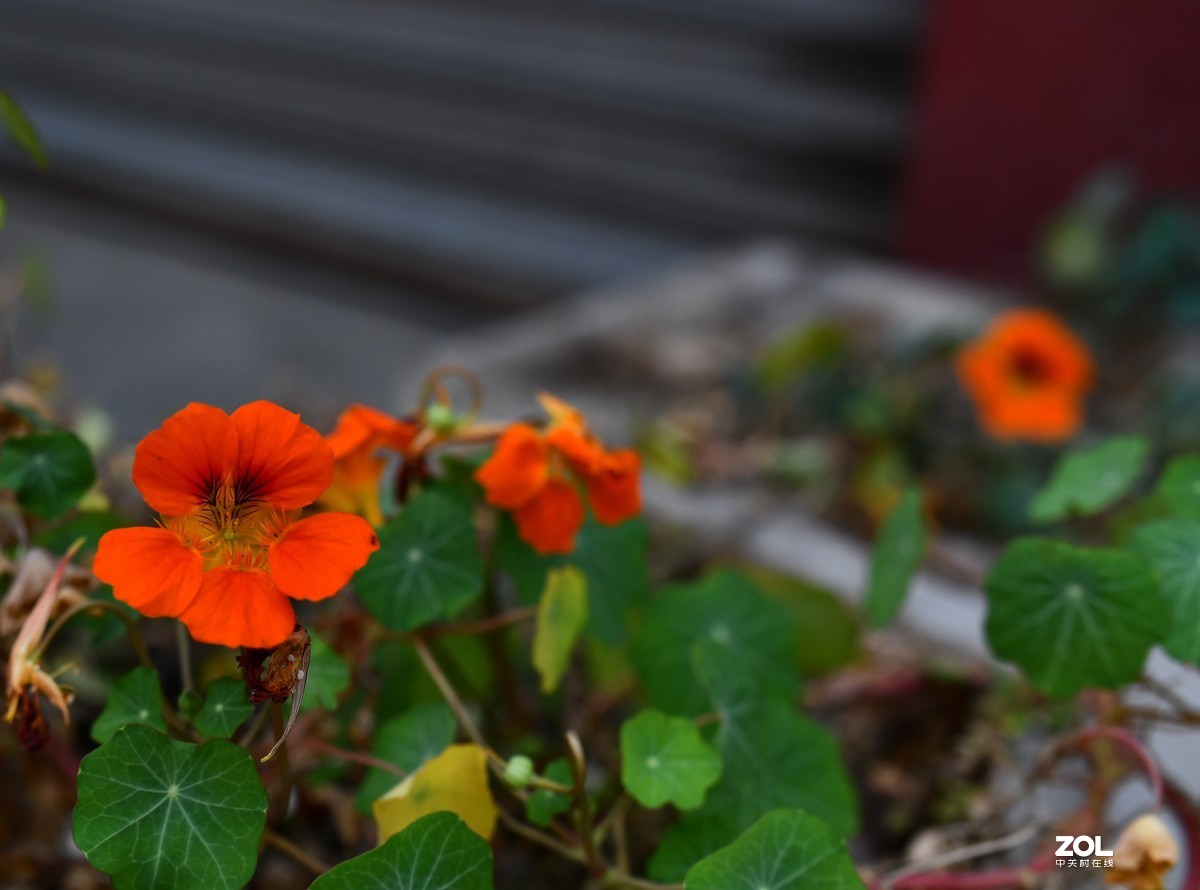 门前小花（啥子花？）腾龙sp35mm 1.4试镜