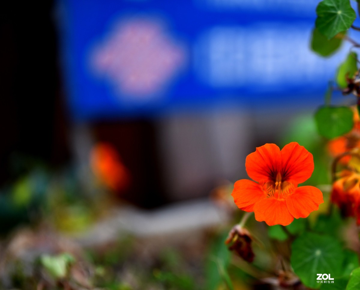 门前小花（啥子花？）腾龙sp35mm 1.4试镜