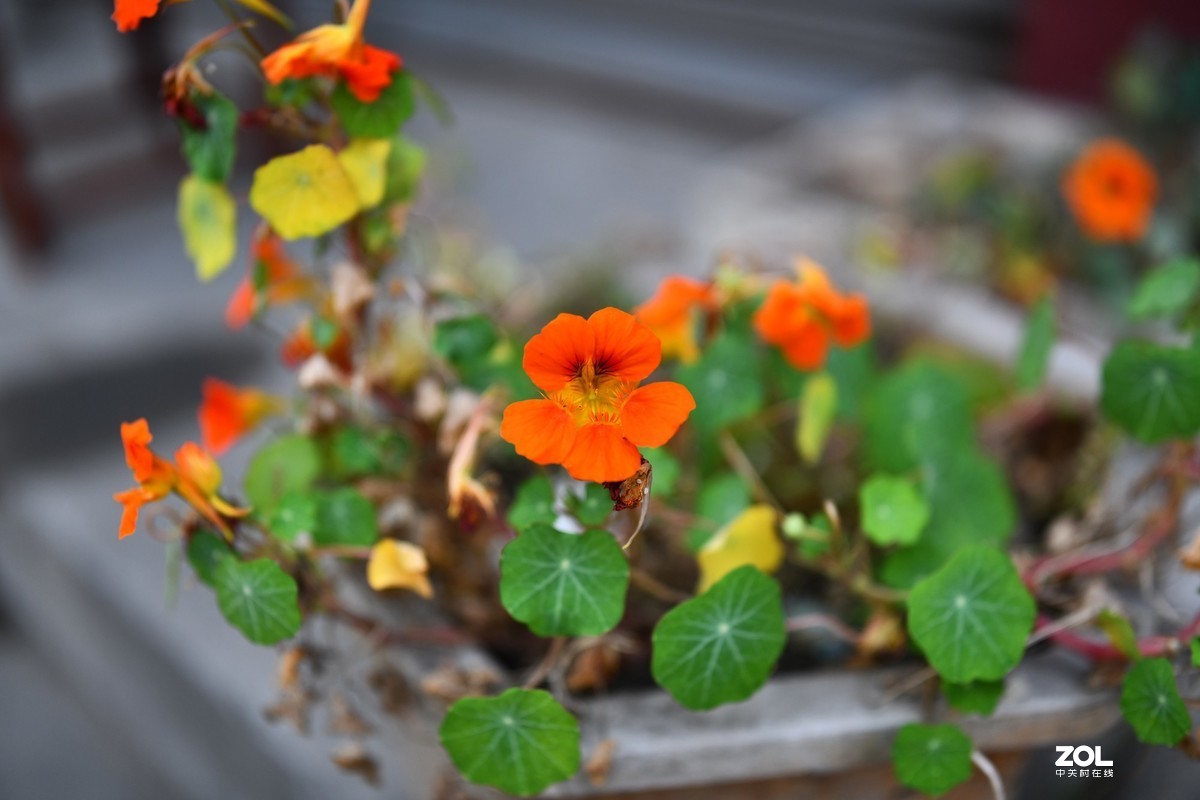 门前小花（啥子花？）腾龙sp35mm 1.4试镜