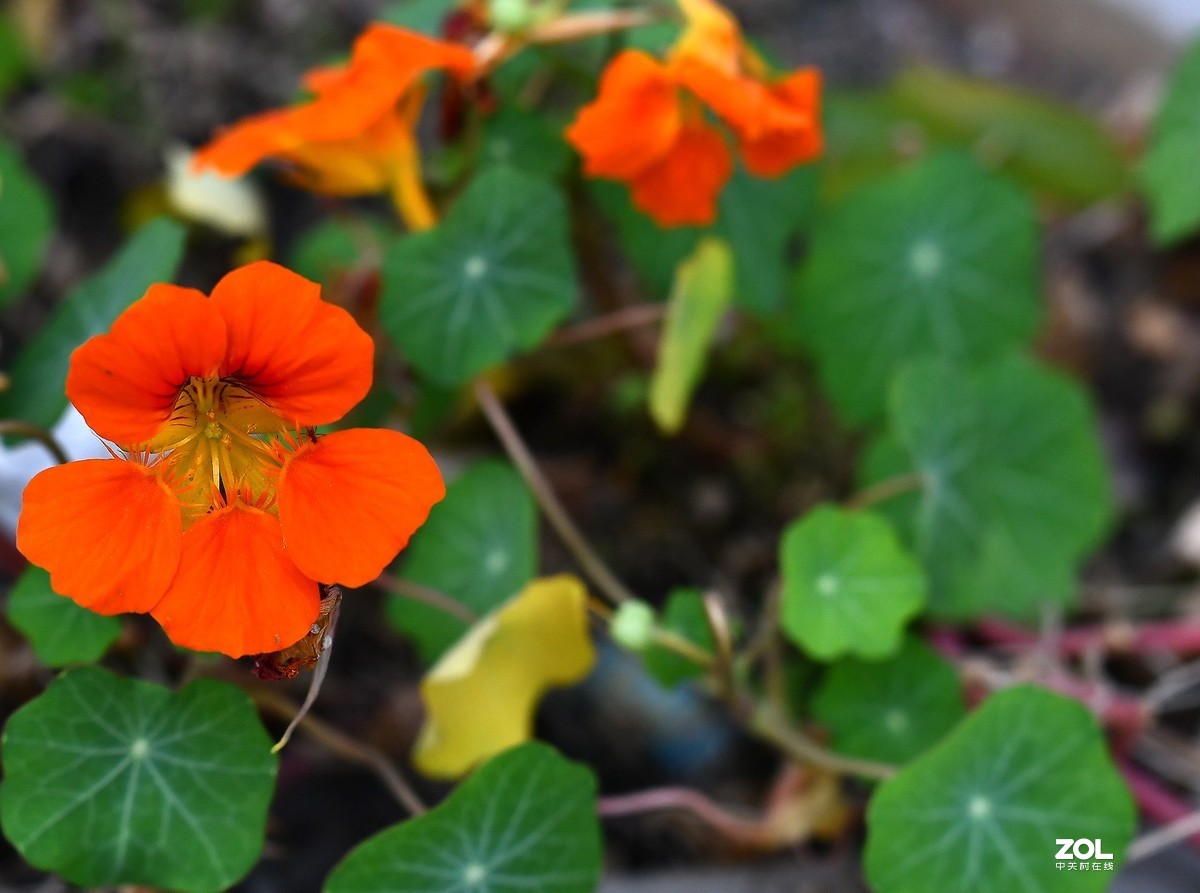 门前小花（啥子花？）腾龙sp35mm 1.4试镜