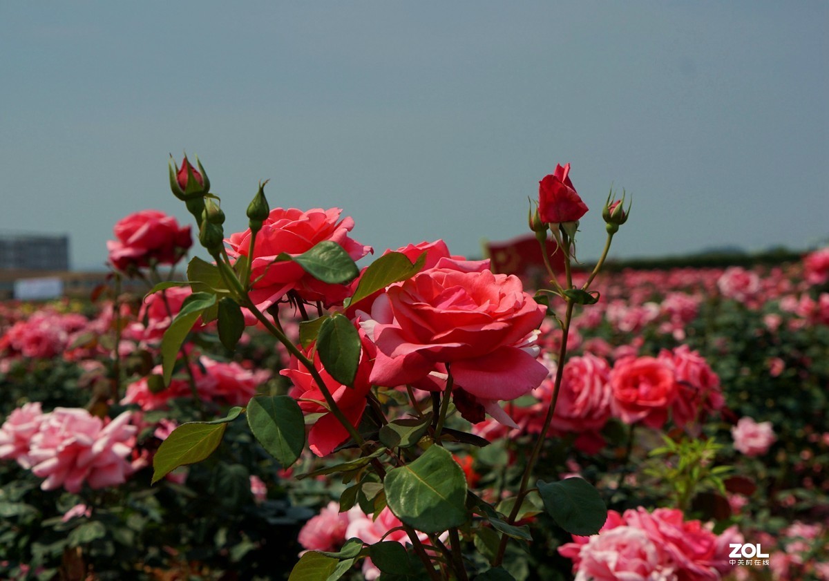 月季花海之二