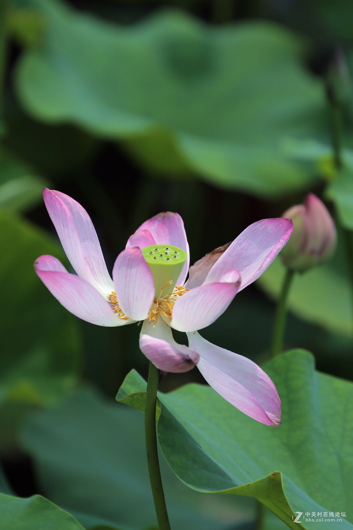 秋日荷花-中关村在线摄影论坛