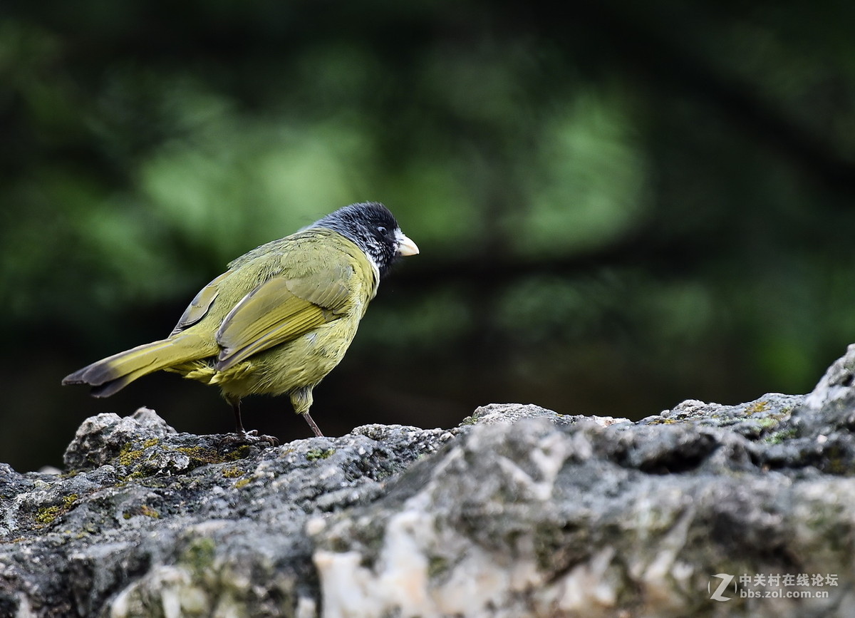 #尼康鸟类作品赏析#【领雀嘴鹎】 （老阿推荐）