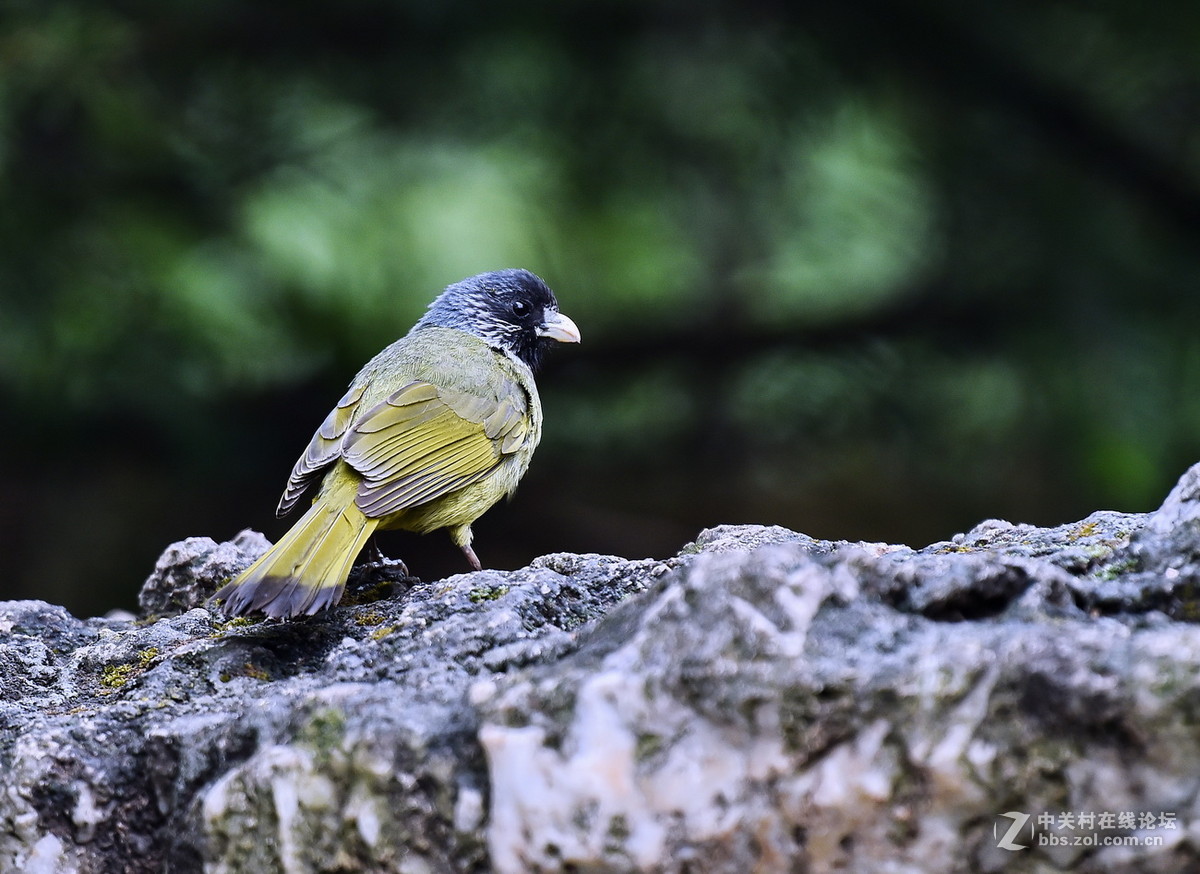 #尼康鸟类作品赏析#【领雀嘴鹎】 （老阿推荐）